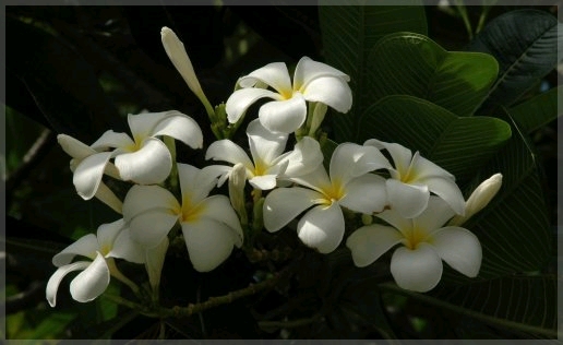 Blume